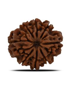 8 Mukhi Rudraksha (Nepal) 24.66 MM 
