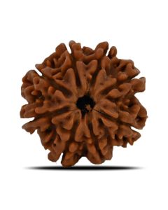 8 Mukhi Rudraksha (Nepal) 23.9 MM 
