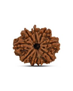 9 Mukhi Rudraksha (Nepal) 22.96 MM