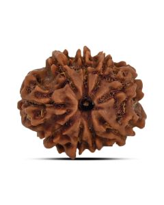 9 Mukhi Rudraksha (Nepal) 21.72 MM