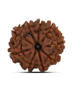 9 Mukhi Rudraksha (Nepal) 21.44 MM
