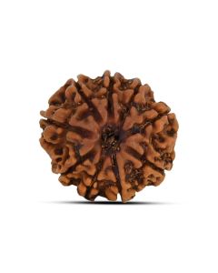 9 Mukhi Rudraksha (Nepal) 21.17 MM