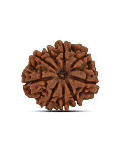 9 Mukhi Rudraksha (Nepal) 23.37 MM