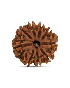 9 Mukhi Rudraksha (Nepal) 21.71 MM