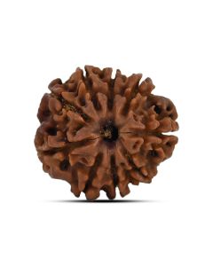 9 Mukhi Rudraksha (Nepal) 21.1 MM