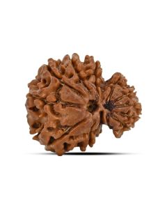 Garbh Gauri Rudraksha Nepal (GJSPC Certfied) 23.62 M.M.