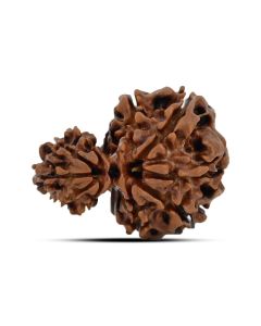 Garbh Gauri Rudraksha Nepal (GJSPC Certfied) 27.07 M.M.