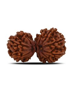 Natural 10 Mukhi (Ten Mukhi) Gauri Shankar Rudraksha (Nepal) GJSPC Certified 37.2 M.M.