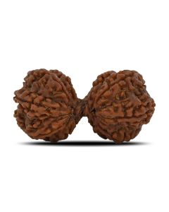 Natural 9 Mukhi (Nine Mukhi) Gauri Shankar Rudraksha (Nepal) GJSPC Certified 44.06 M.M.