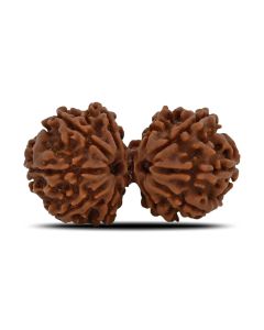 Natural 10 Mukhi (Ten Mukhi) Gauri Shankar Rudraksha (Nepal) GJSPC Certified 34.22 M.M.