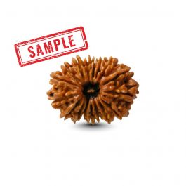 17 Mukhi Rudraksha