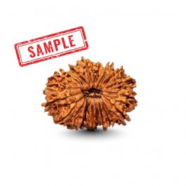 21 Mukhi Rudraksha