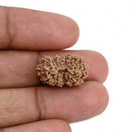 14 Mukhi Rudraksha (Indonesia) 19.8 M.M.