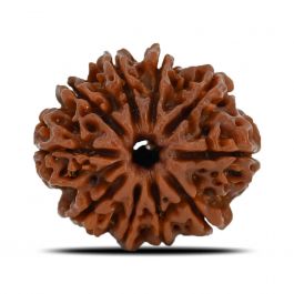 10 Mukhi Rudraksha (Nepal) 23.7 MM