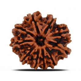10 Mukhi Rudraksha (Nepal) 22.68 MM