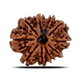 10 Mukhi Rudraksha (Nepal) 23.73 MM