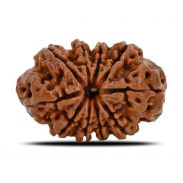 10 Mukhi Rudraksha (Nepal) 26.35 MM