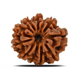 10 Mukhi Rudraksha (Nepal) 22.58 MM