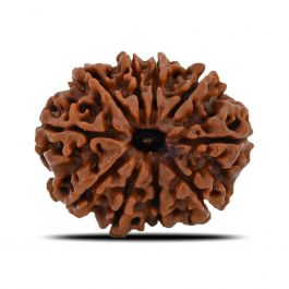 10 Mukhi Rudraksha (Nepal) 23.93 MM