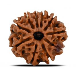 10 Mukhi Rudraksha (Nepal) 21.6 MM
