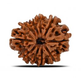 10 Mukhi Rudraksha (Nepal) 24.08 MM