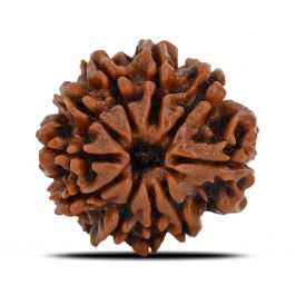 10 Mukhi Rudraksha (Nepal) 22.14 MM