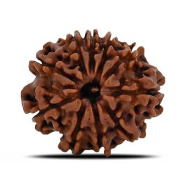 10 Mukhi Rudraksha (Nepal) 23.09 MM