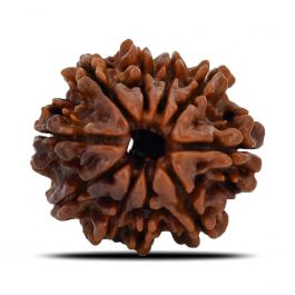 10 Mukhi Rudraksha (Nepal) 23.18 MM