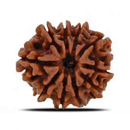 10 Mukhi Rudraksha (Nepal) 21.72 MM