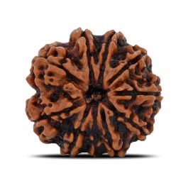 10 Mukhi Rudraksha (Nepal) 22.36 MM