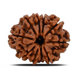 10 Mukhi Rudraksha (Nepal) 22.11 MM