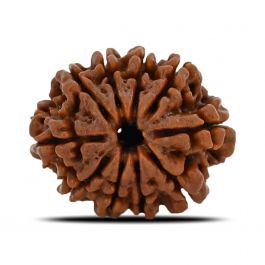 10 Mukhi Rudraksha (Nepal) 23.32 MM