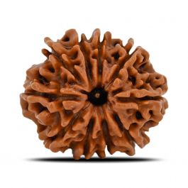 10 Mukhi Rudraksha (Nepal) 21.3 MM