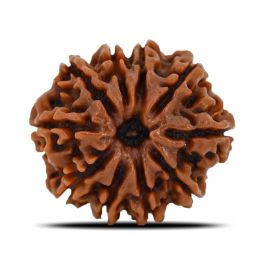 10 Mukhi Rudraksha (Nepal) 22.89 MM