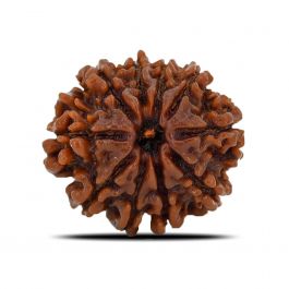 10 Mukhi Rudraksha (Nepal) 22.64 MM