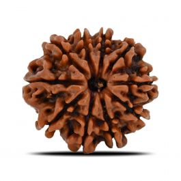 10 Mukhi Rudraksha (Nepal) 21.99 MM