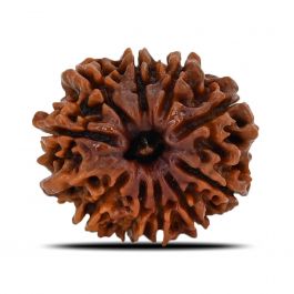 10 Mukhi Rudraksha (Nepal) 22.08 MM