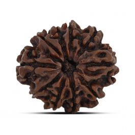 10 Mukhi Rudraksha (Nepal) 23.64 MM