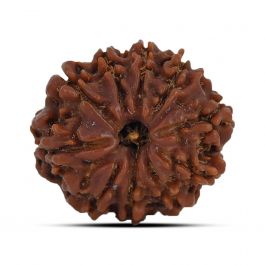 10 Mukhi Rudraksha (Nepal) 23.73 MM