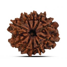 10 Mukhi Rudraksha (Nepal) 22.42 MM