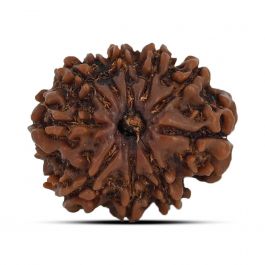 10 Mukhi Rudraksha (Nepal) 21.76 MM
