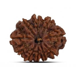 10 Mukhi Rudraksha (Nepal) 22.15 MM