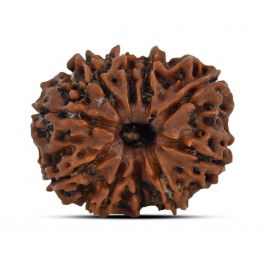 10 Mukhi Rudraksha (Nepal) 25.13 MM