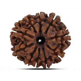 10 Mukhi Rudraksha (Nepal) 22.03 MM