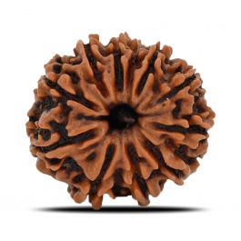 11 Mukhi Rudraksha (Nepal) 20.45 MM