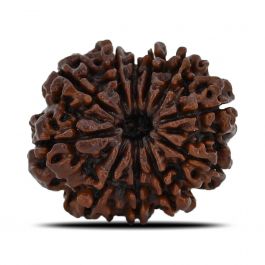 11 Mukhi Rudraksha (Nepal) 23.8 MM