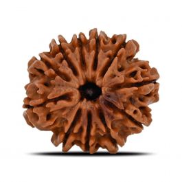 11 Mukhi Rudraksha (Nepal) 23.53 MM