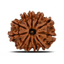 11 Mukhi Rudraksha (Nepal) 21.68 MM