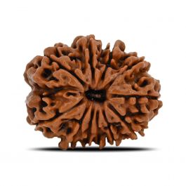11 Mukhi Rudraksha (Nepal) 22.51 MM