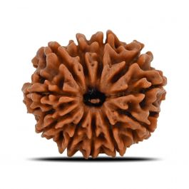 11 Mukhi Rudraksha (Nepal) 21.55 MM